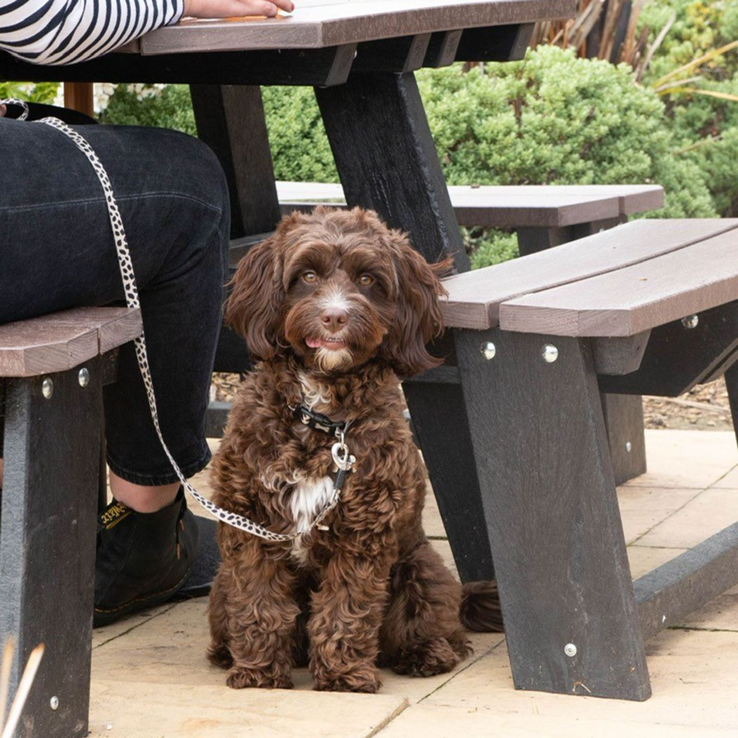 Your local dog friendly pub in Mansfield